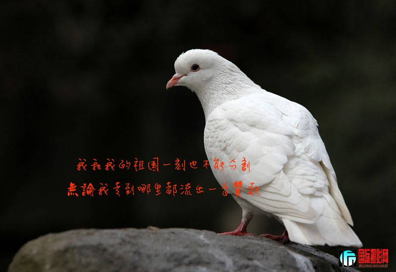 1IMG_0991'.jpg