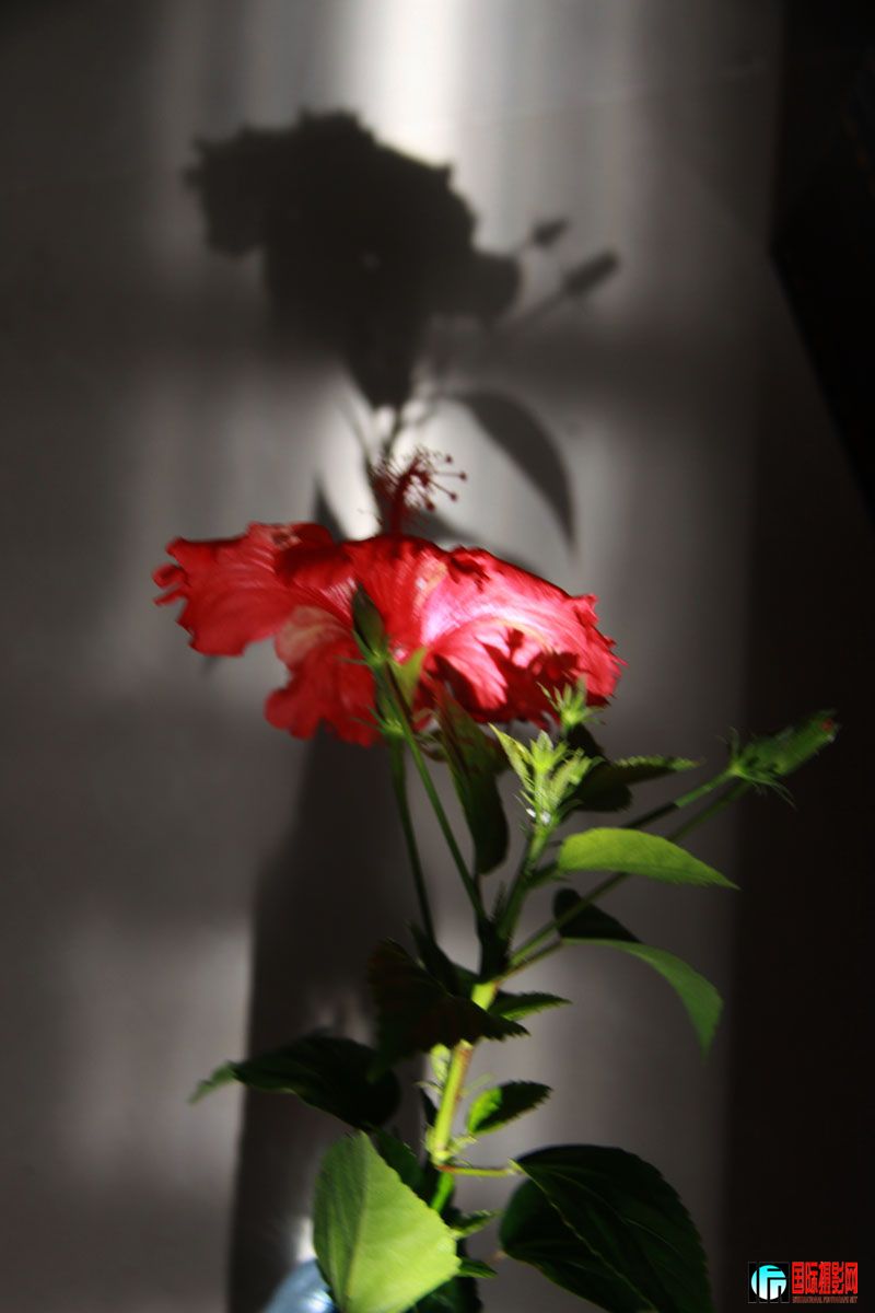 IMG_9333.JPG