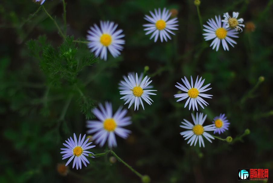 DSC_003.jpg