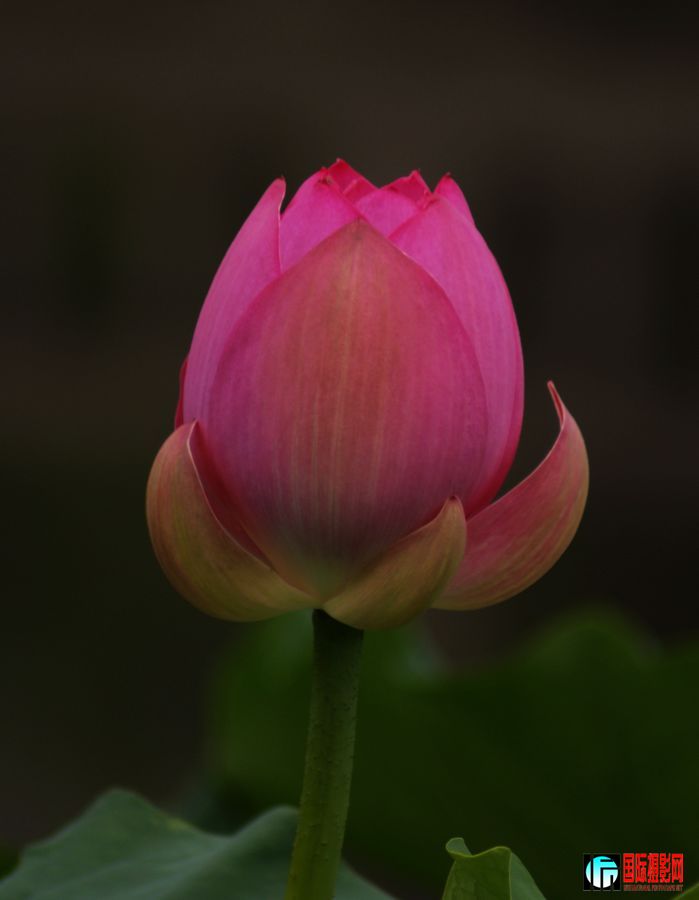 DSC05531aaa.jpg