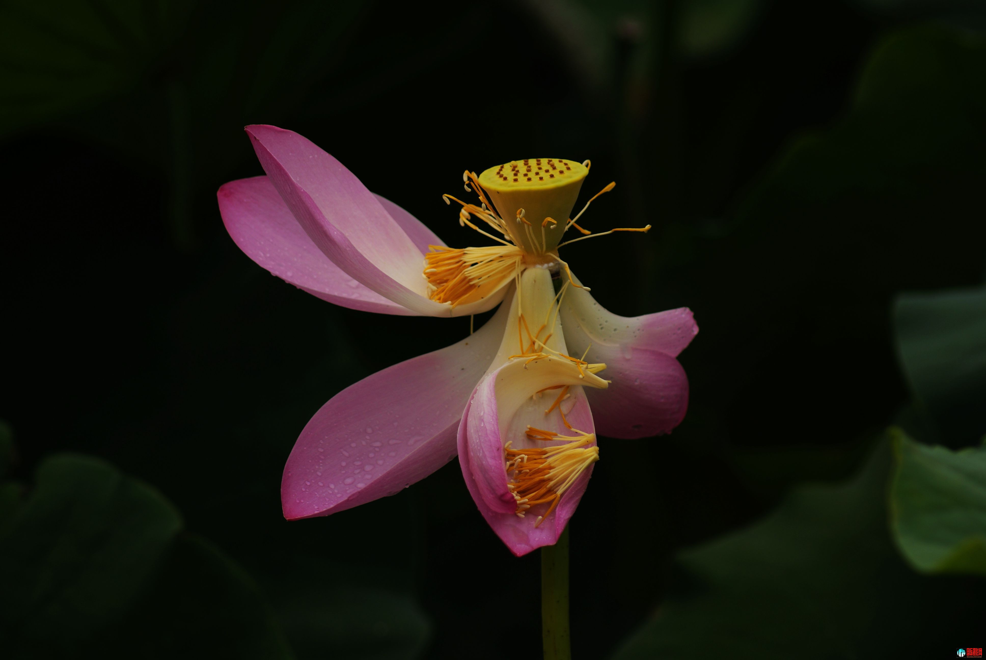 DSC05581aaa.jpg