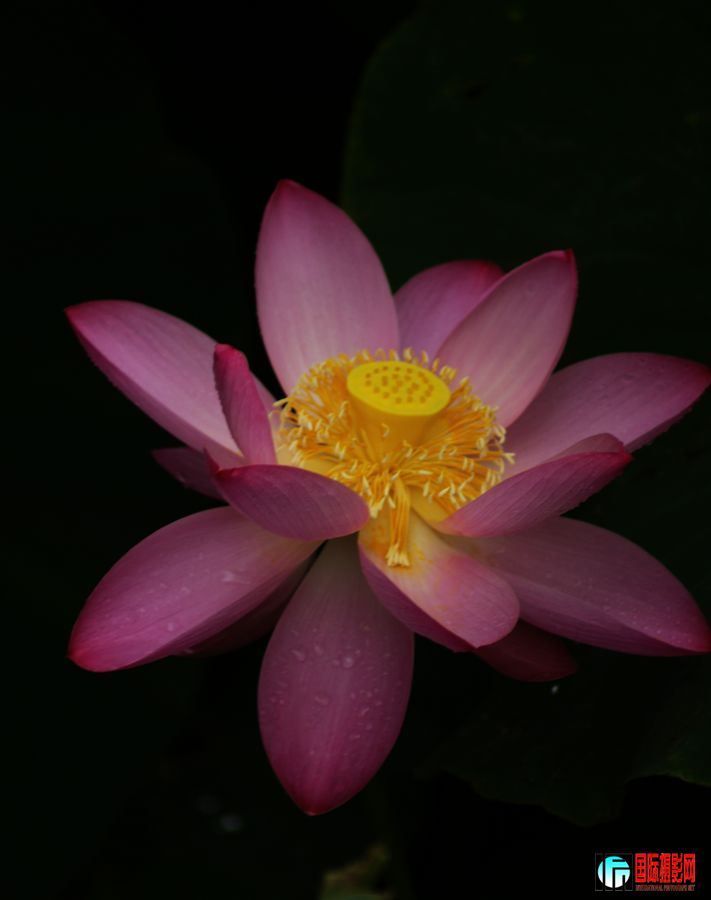 DSC05536aaa.jpg