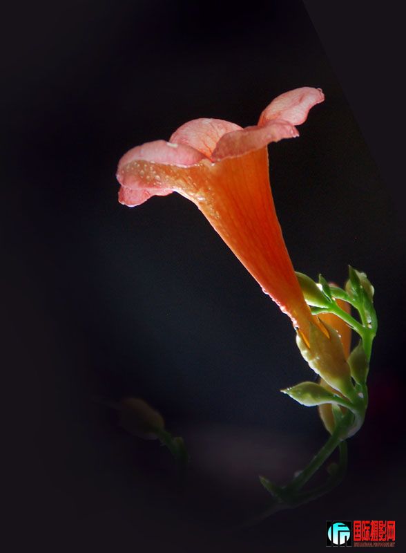 DSC_4559.JPG