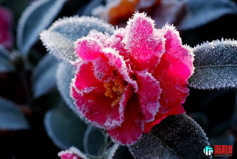 DSC_2750-0.jpg