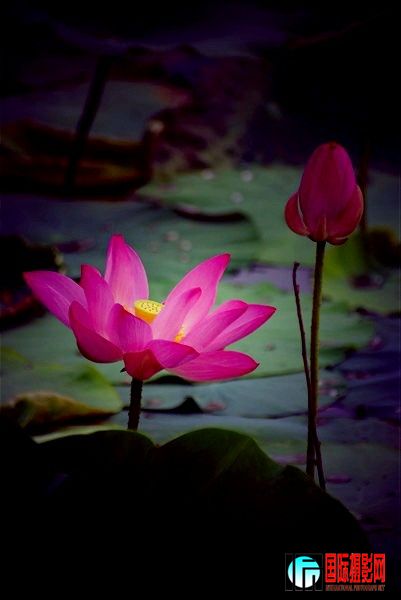 DSC07886__.jpg