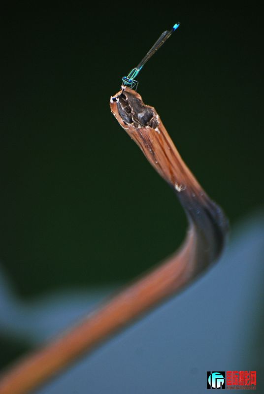 DSC_0953.jpg