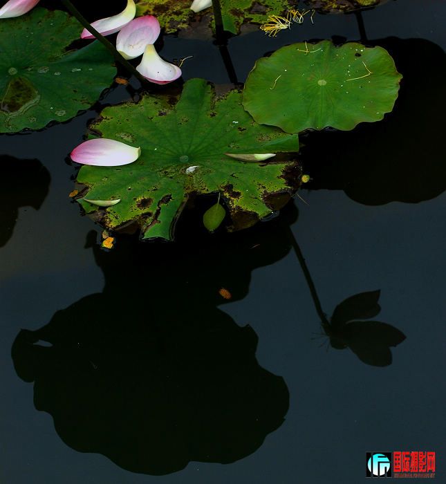 DSC_5326mp715x.jpg