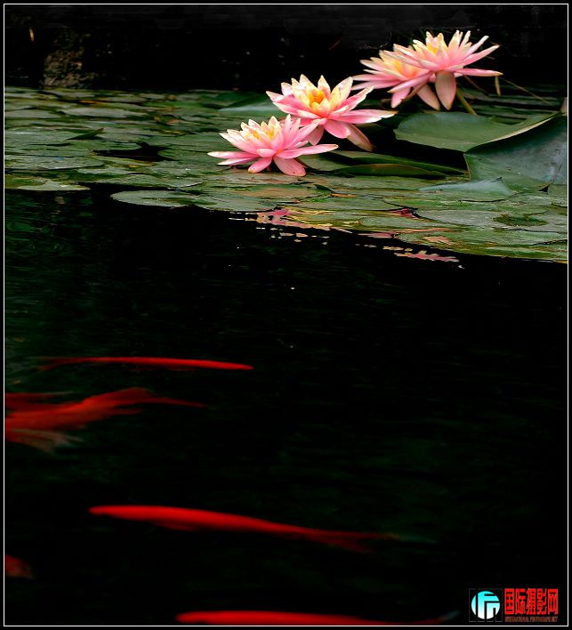 DSC_4920m528pm2x.jpg