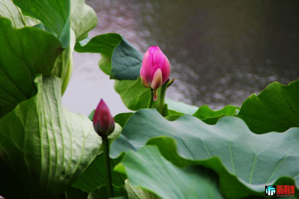 2011719գվŮ 061.jpg