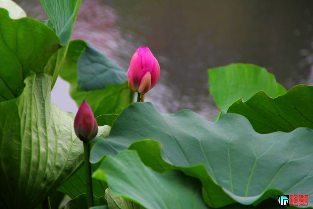 2011719գվŮ 060.jpg