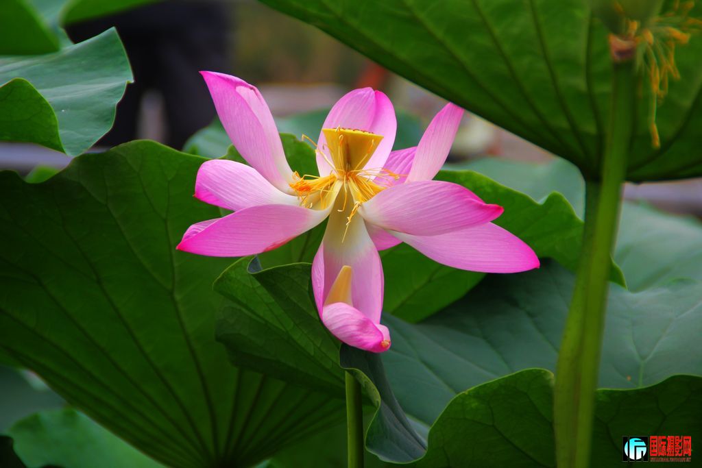 2011719գվŮ 011.jpg