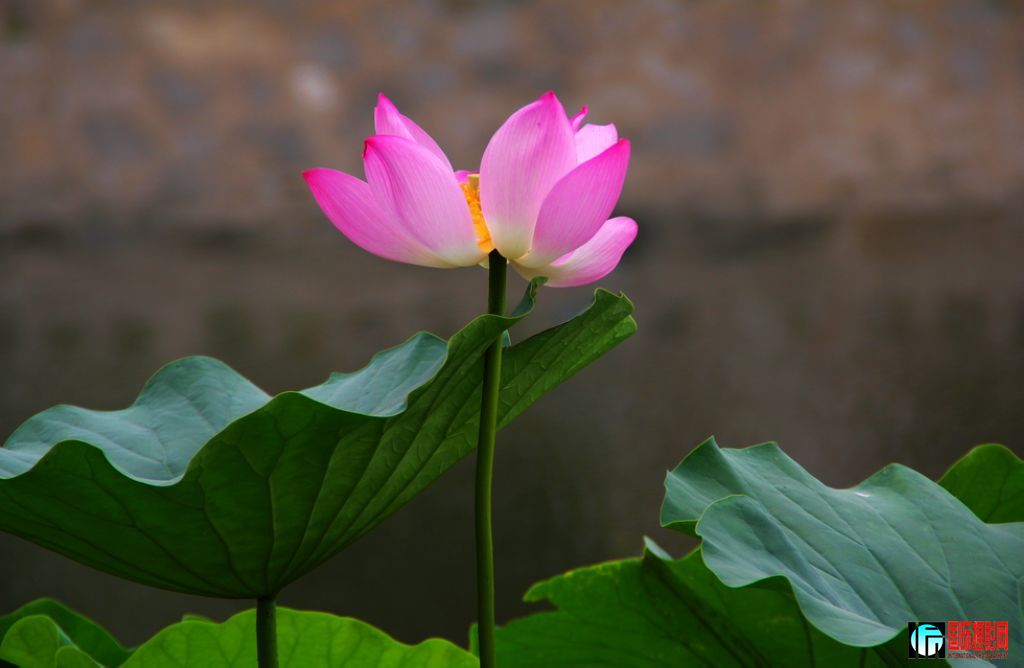 2011719գվŮ 067.jpg