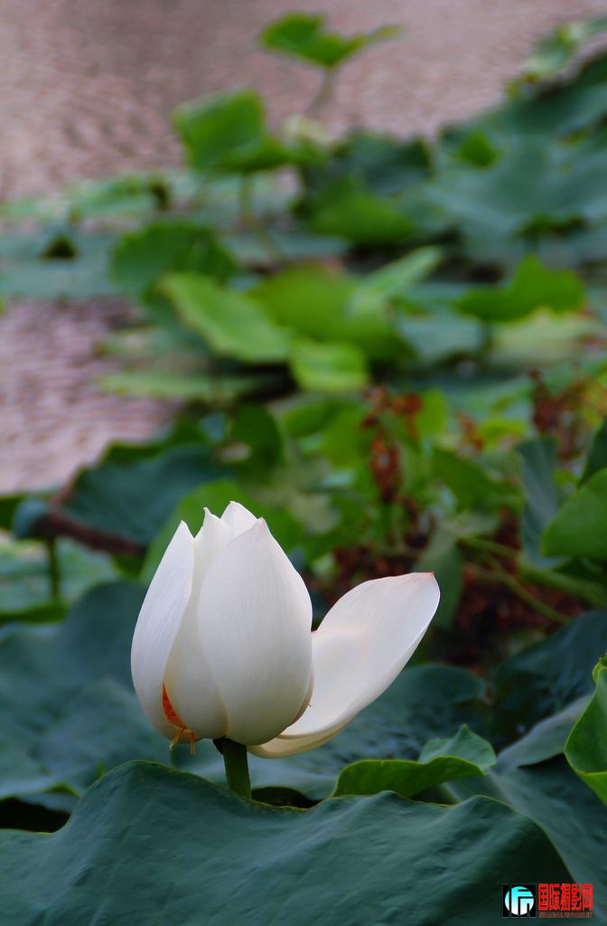 2011723գ㸮ɷ 152.jpg
