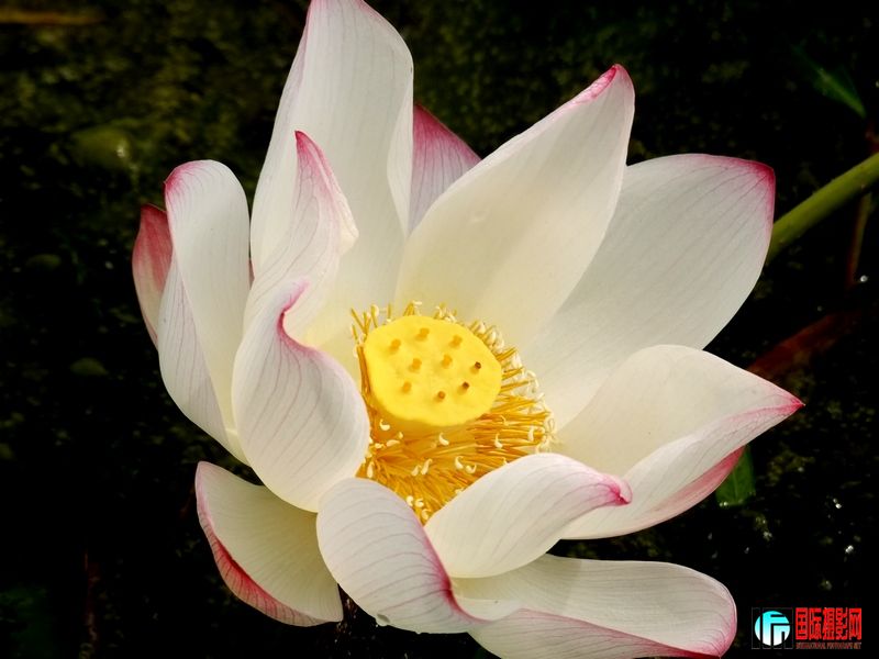 DSCF1626_Ӱ_1.jpg