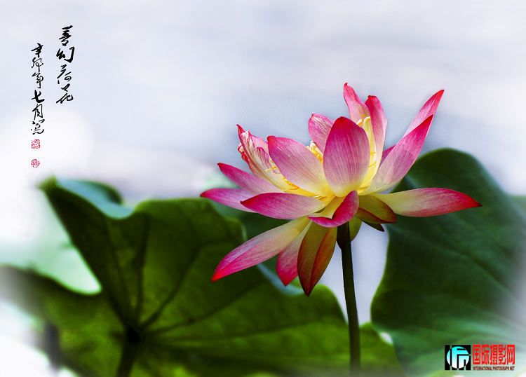 DSC_3250mp710px.jpg