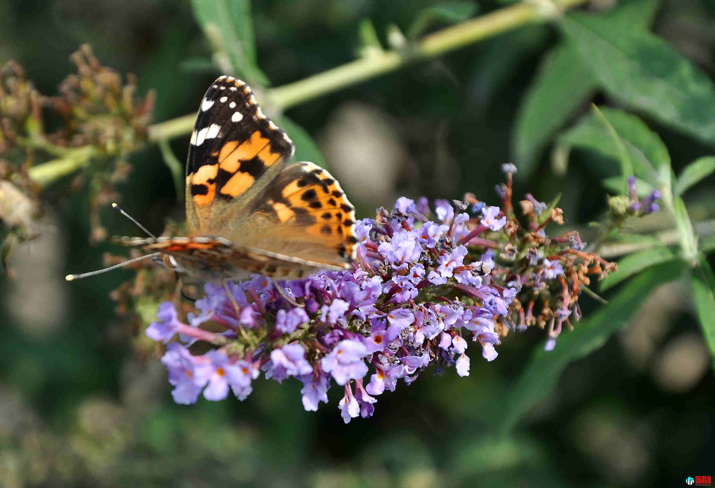 DSC_0060.jpg