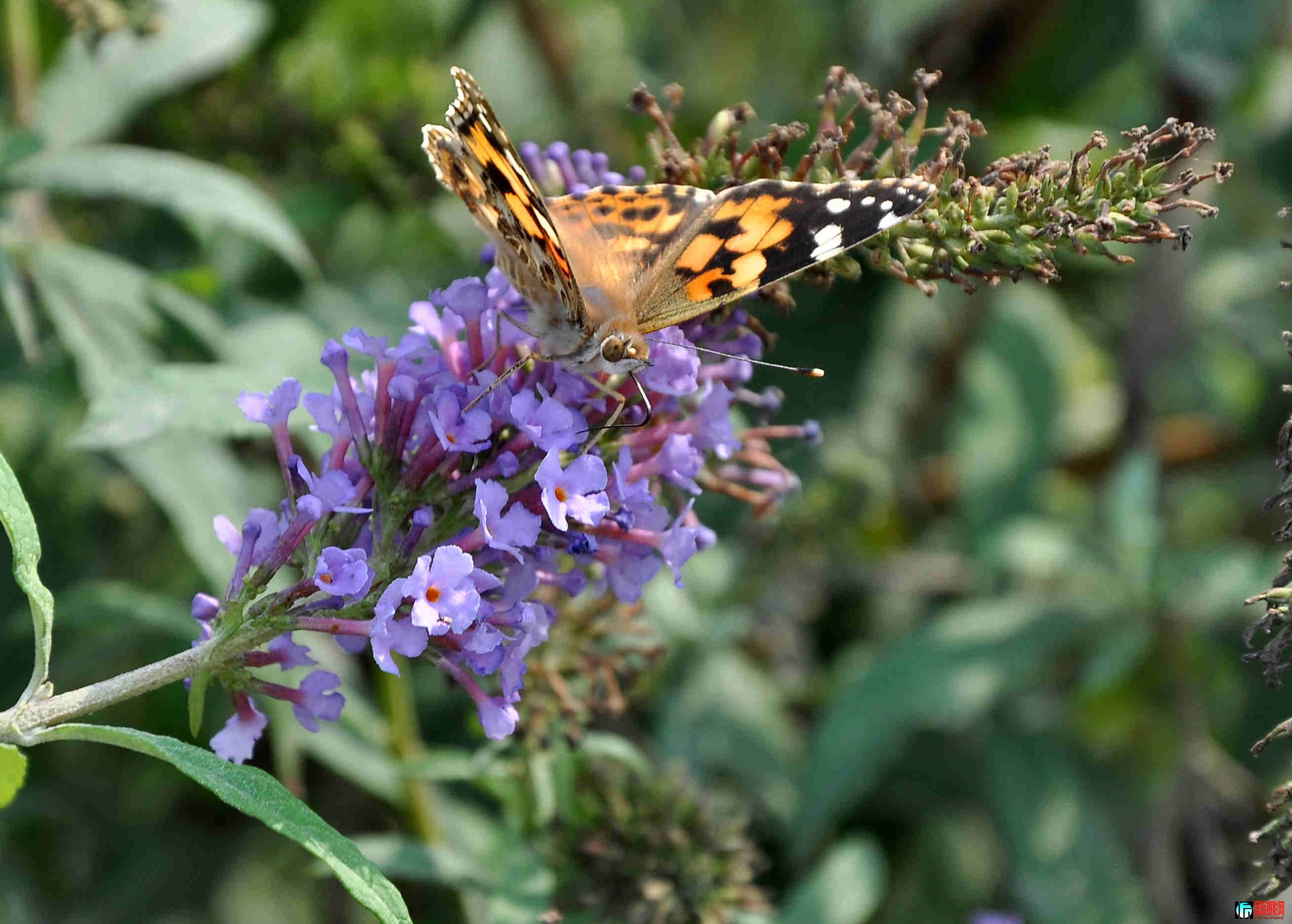 DSC_0061.jpg