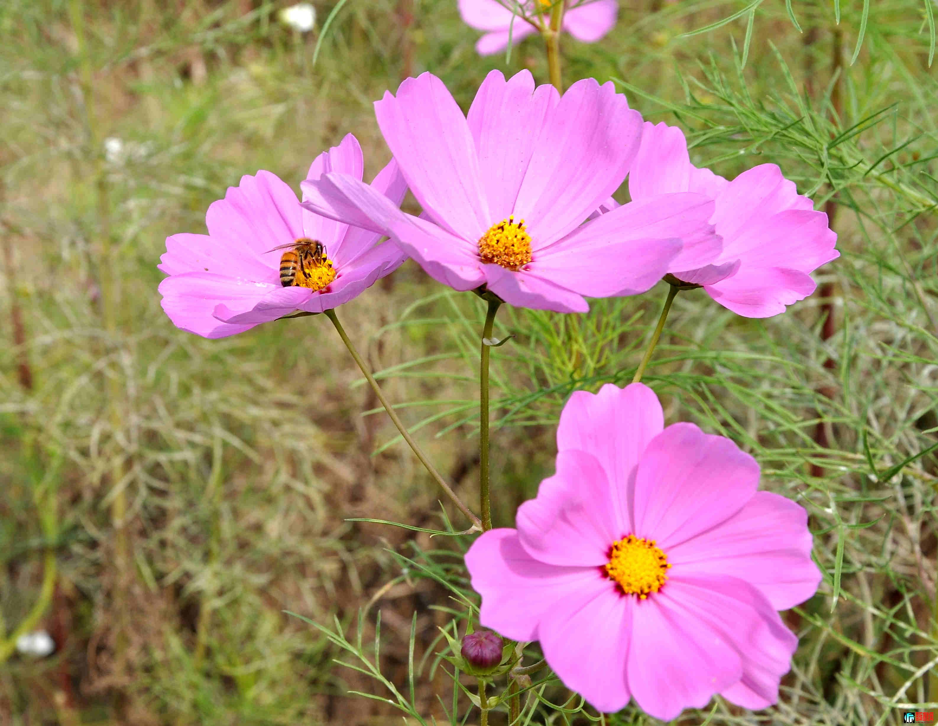 DSC_0080.jpg