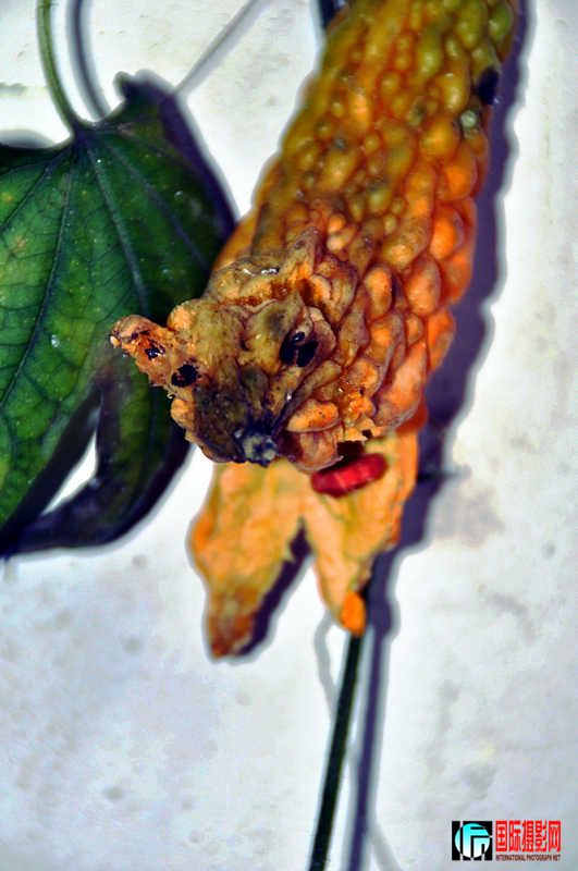 DSC_0876.jpg