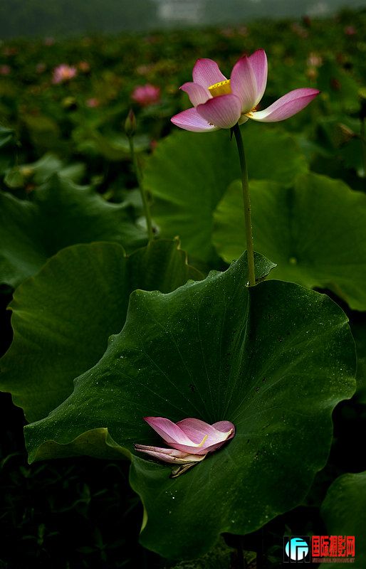 _DSC4205.jpg