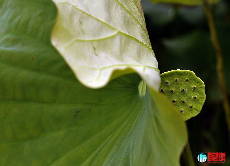 _DSC4253.jpg