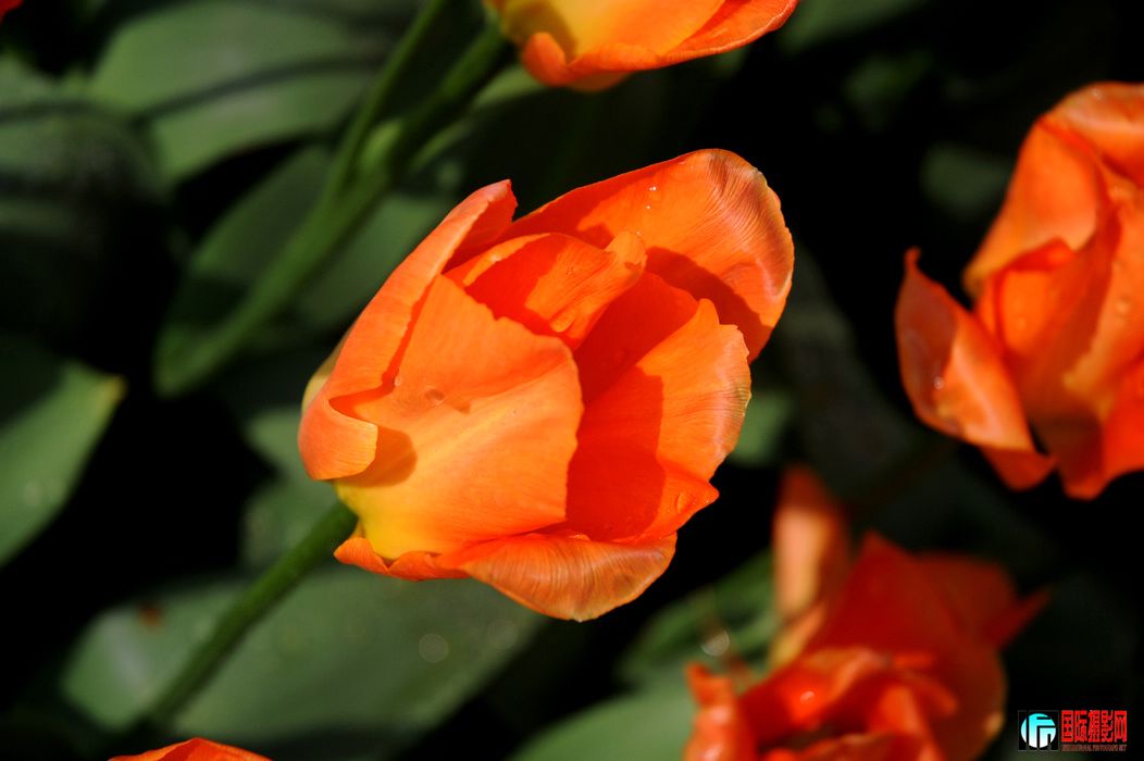DSC_030.jpg