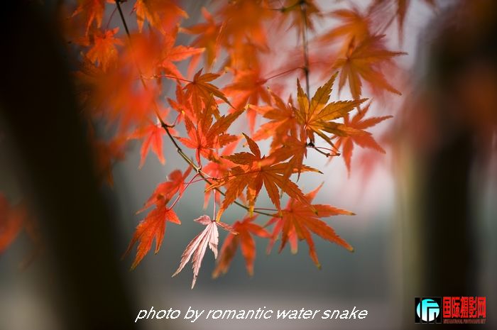 DSC_6268.jpg