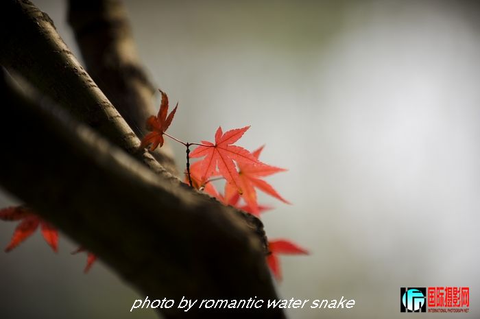DSC_6277.jpg