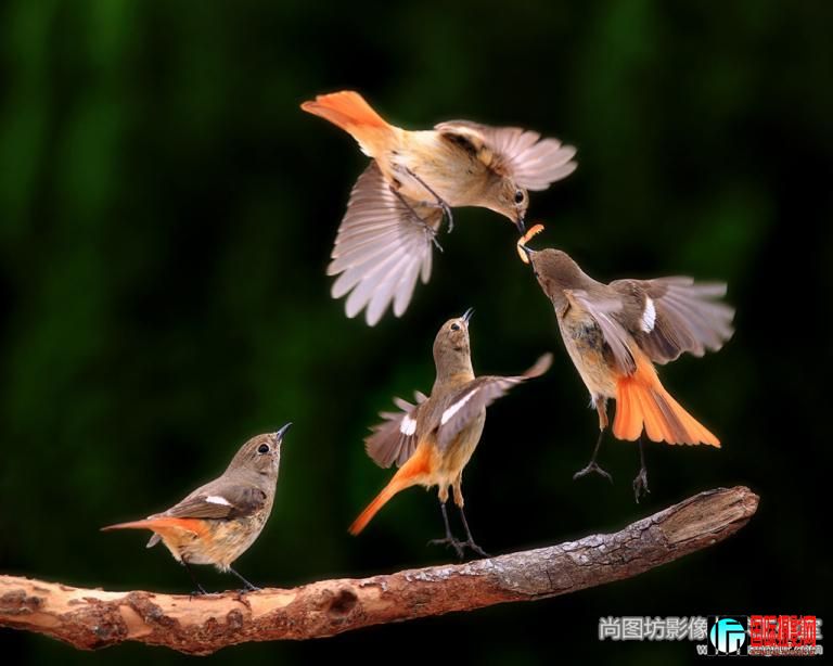 fight-12Ӱyi-cheng chen̨壩 ɫfiap.jpg