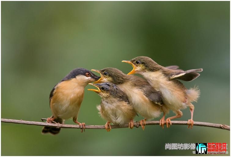 ashy prinia family Ӱarun kumar krishnaiah չʾ.jpg