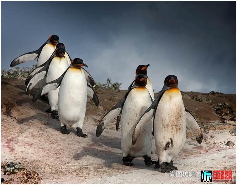 march of the penguinsӰpaul davis psaͭ.jpg