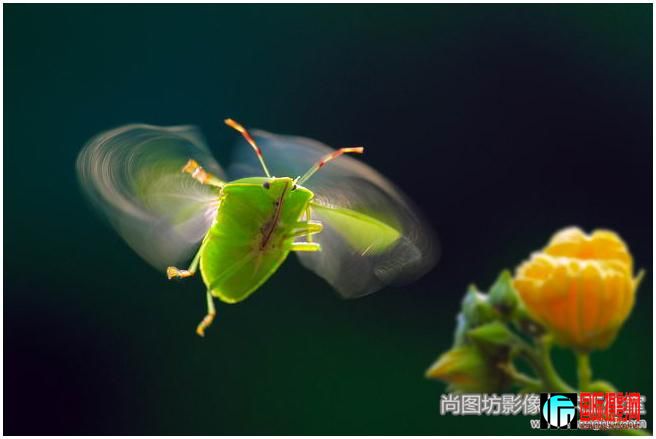 4.winged insect Ӱchi-chang tsai ̨壩 fzs.jpg