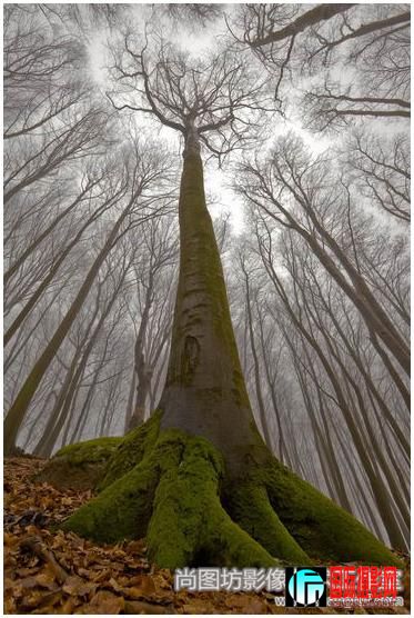 10.the beech with human face Ӱleszek paradowski  Ȼfiap.jpg