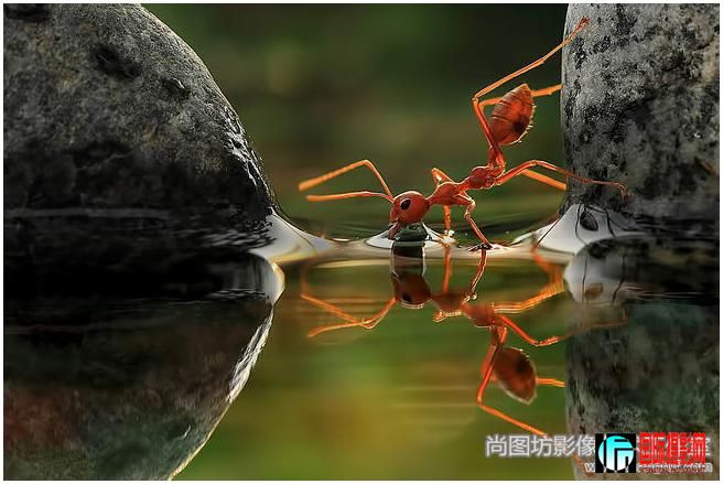 12.drinking ii Ӱvincentius ferdinand ӡǣ veno pilon.jpg