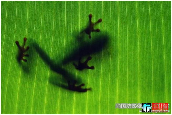 13.a marvel of frog    Ӱtamas imre    fiap.jpg