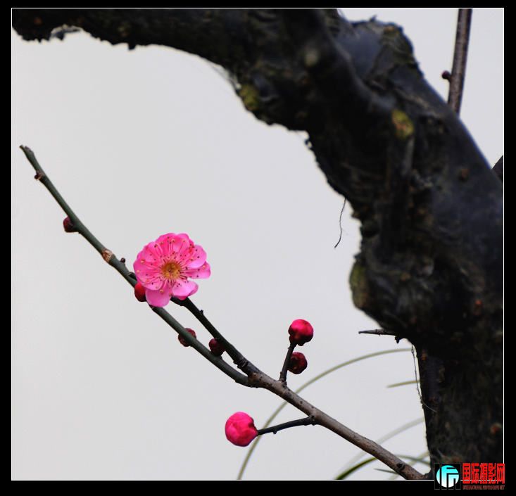 DSC_7405mkx.jpg