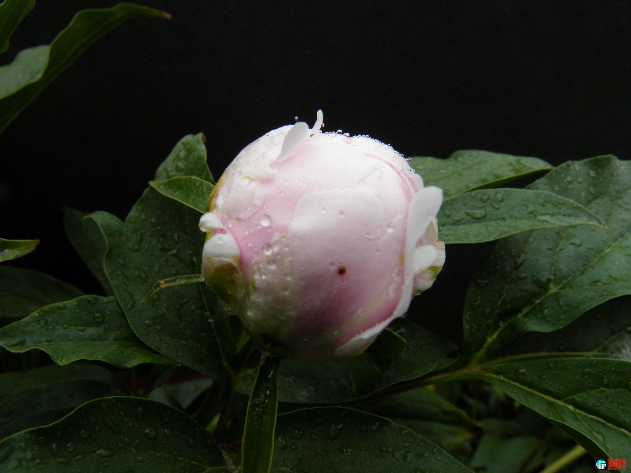 dscn1424_.jpg