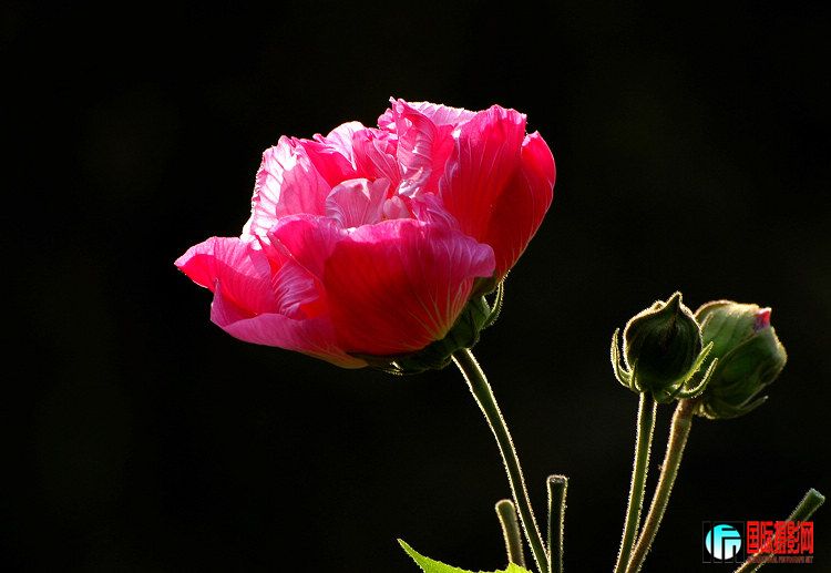 DSC_0147mnx.jpg