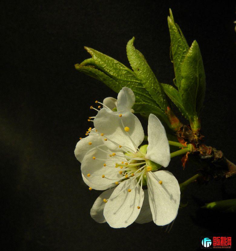 DSCN7169_.jpg