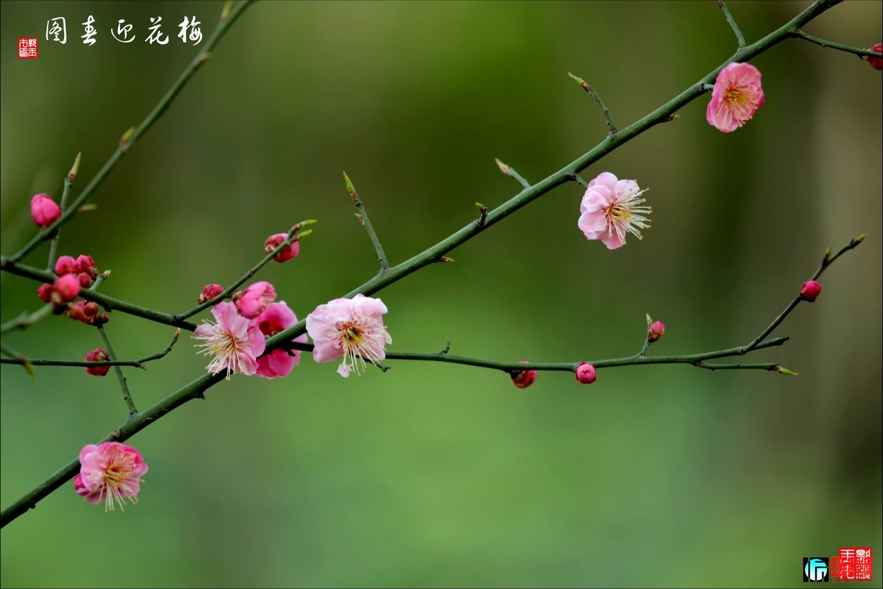 DSC_2822÷ӭͼ31280.jpg