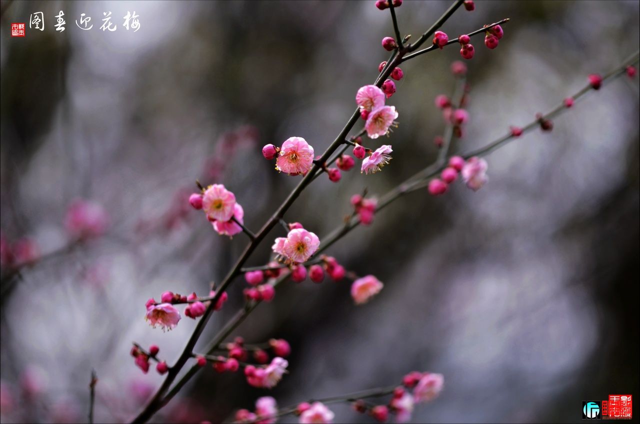 DSC_2848÷ӭͼ21280.jpg