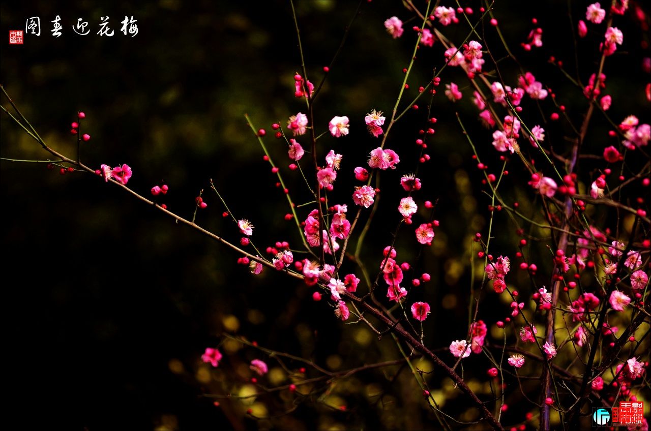 DSC_2765÷ӭͼ41280.jpg
