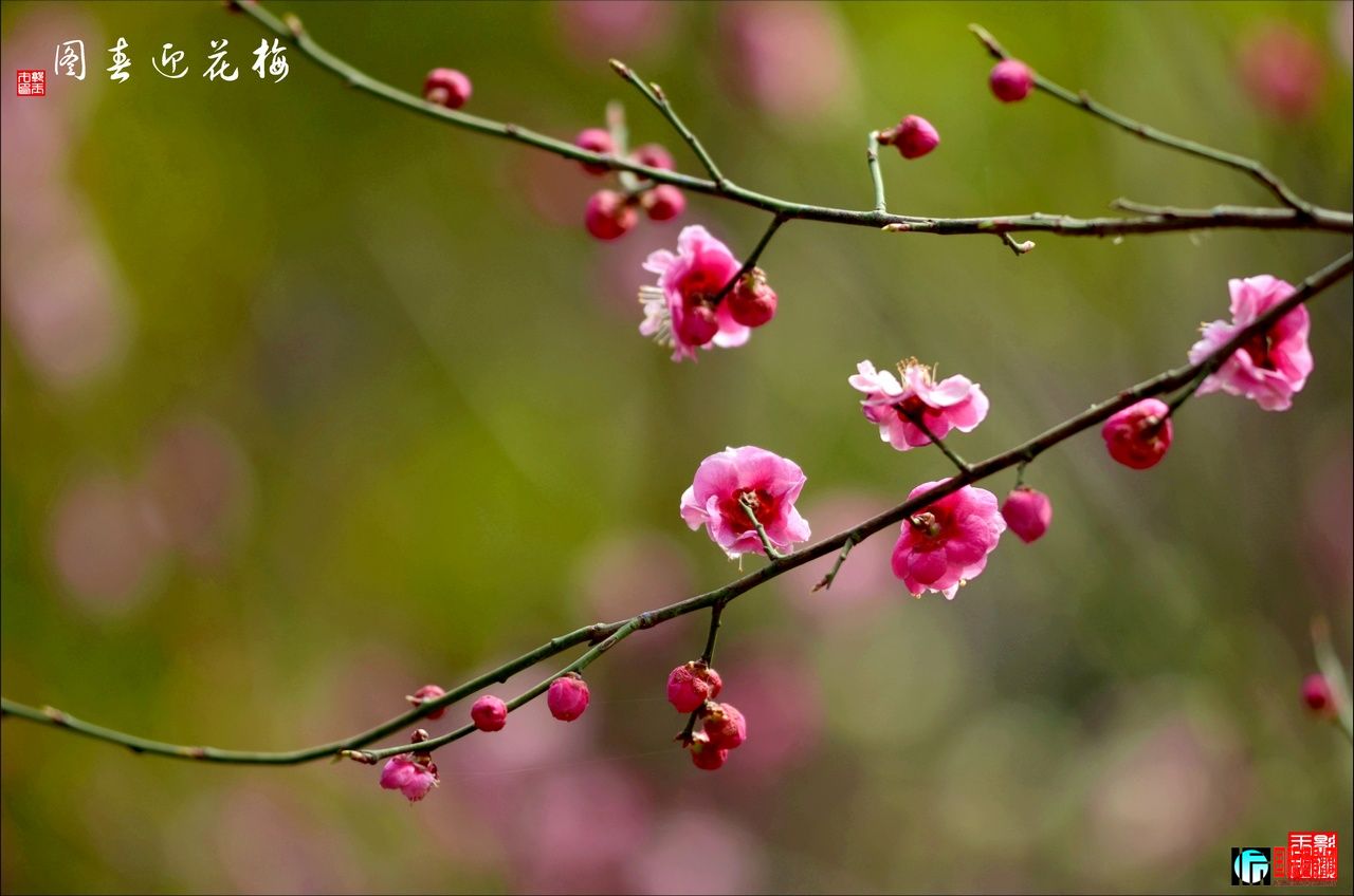 DSC_2747÷ӭͼ11280.jpg