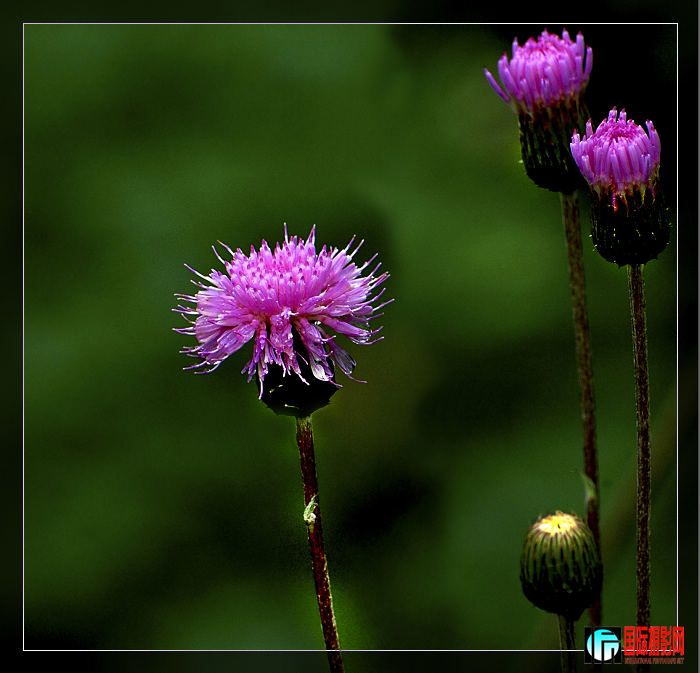 DSC_4995m614mp619x.jpg