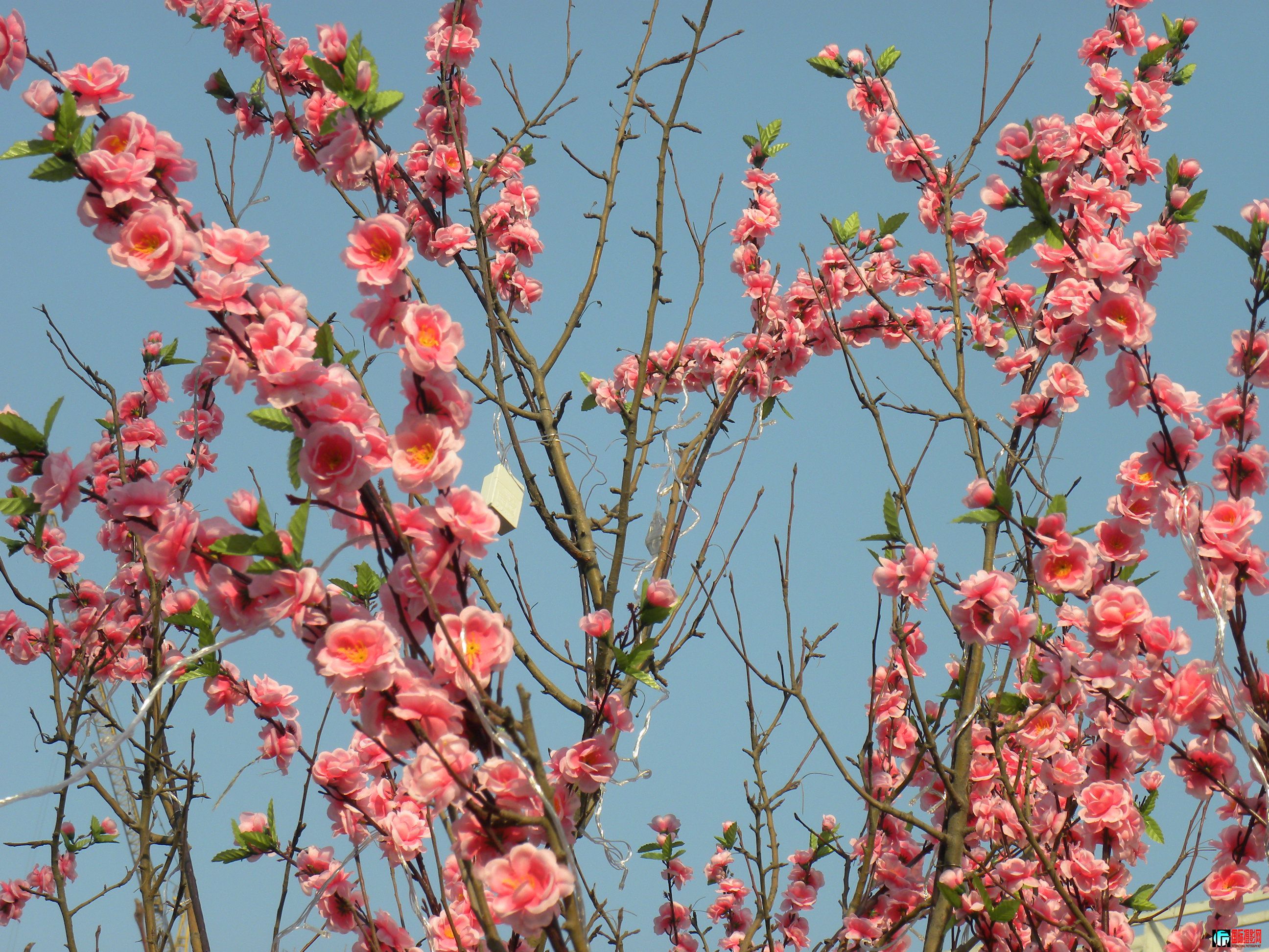 DSCN9054.JPG