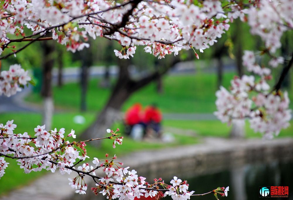 鲜花盛开.jpg