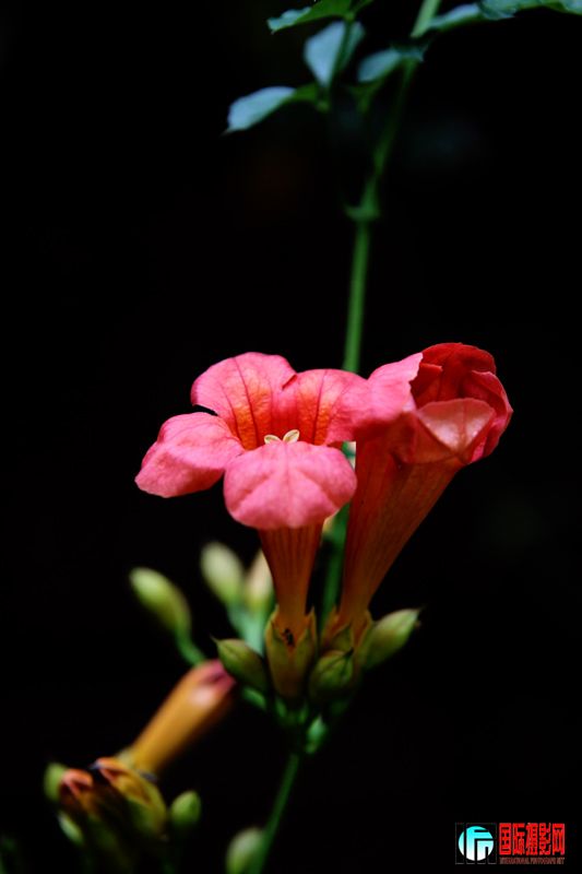 Ƭ 114.jpg