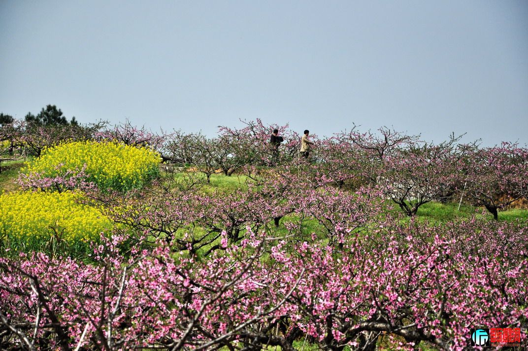 DSC_1386A.jpg