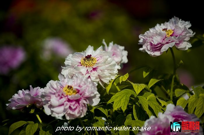 DSC_8418.jpg