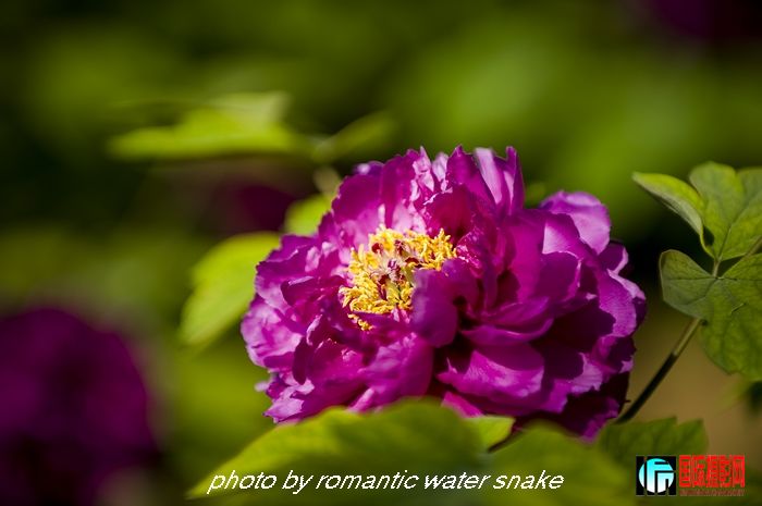 DSC_8421.jpg